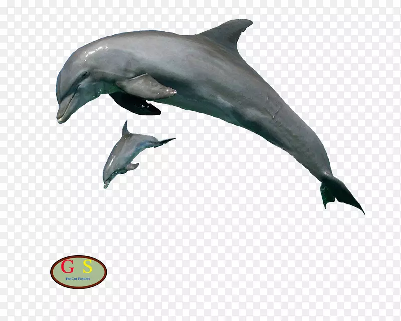旋转海豚剪贴画图库溪-白色条纹鼓手