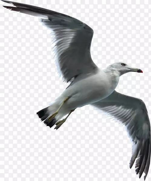 海鸥鸟飞行欧洲鲱鱼海鸥水鸟-加利福尼亚海鸥柱