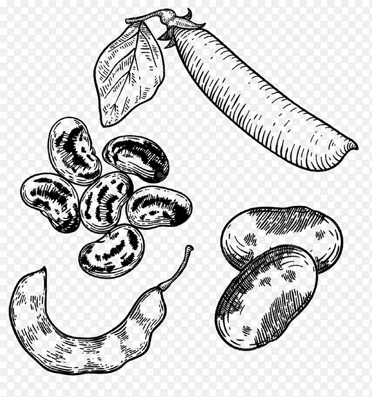 豆类、豌豆、图形绘制.卡内里尼豆、迷迭香
