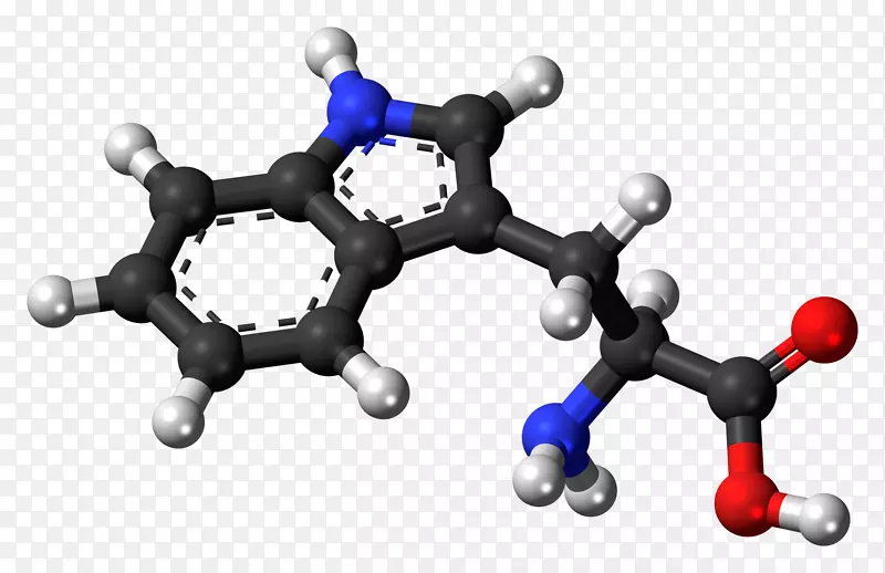膳食补充氨基酸5-羟色氨酸-氧原子模型的建立