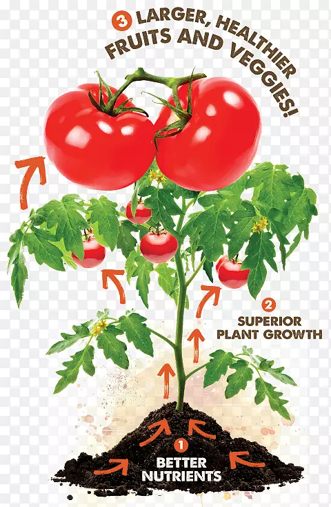 樱桃番茄种植最好的番茄，食物营养-番茄植物害虫。