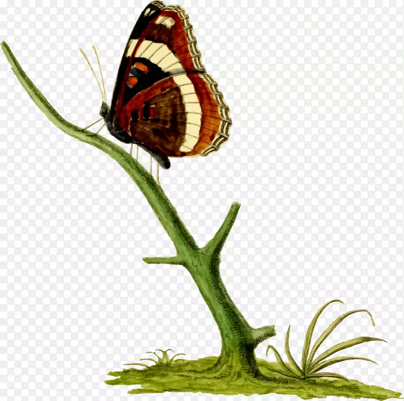 帝王蝴蝶，昆虫，刷子，蝴蝶，长翅膀的蝴蝶-加拿大科技馆