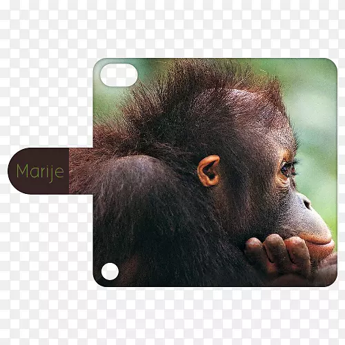 桌面壁纸图片猴子照片显示分辨率-iPodtouch 2