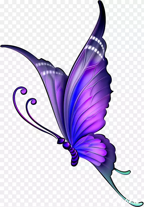 蝴蝶画夹艺术图像彩色-紫色玫瑰和蝴蝶
