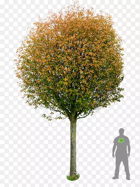 山梨×中间树松树图像遮荫丛-黄杨盆景