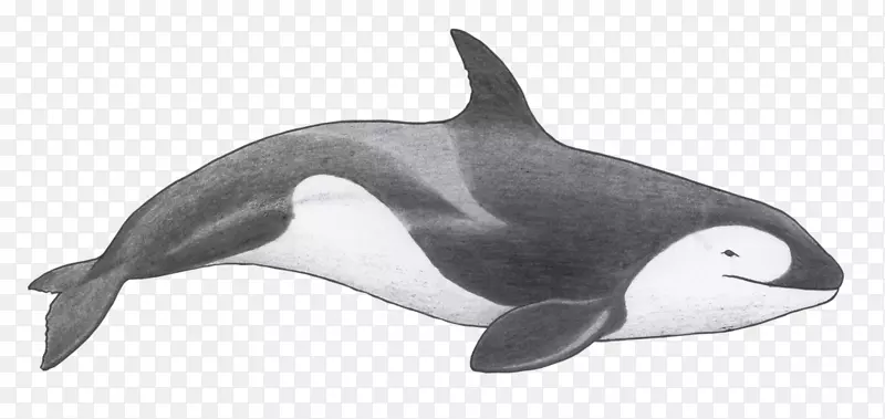 图库西虎鲸，粗齿海豚，短喙海豚，普通海豚，白色喙海豚-虎鲸角