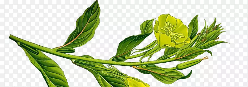 草本植物夜宵-樱草路杜鲁伯龙蔬菜Huile d‘onagre-50毫升-LCA香气-芦荟萨普那利亚