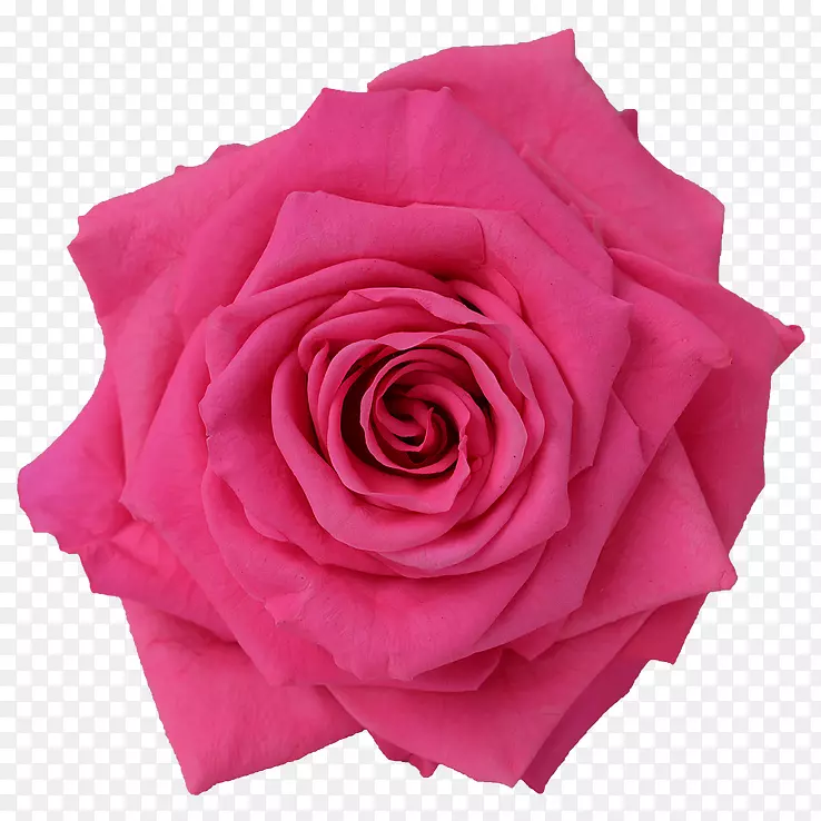 花园玫瑰、卷心菜、玫瑰花、粉色切花-花盒布置思路