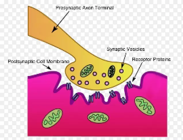 突触神经肌肉接头运动神经元乙酰胆碱神经系统神经递质