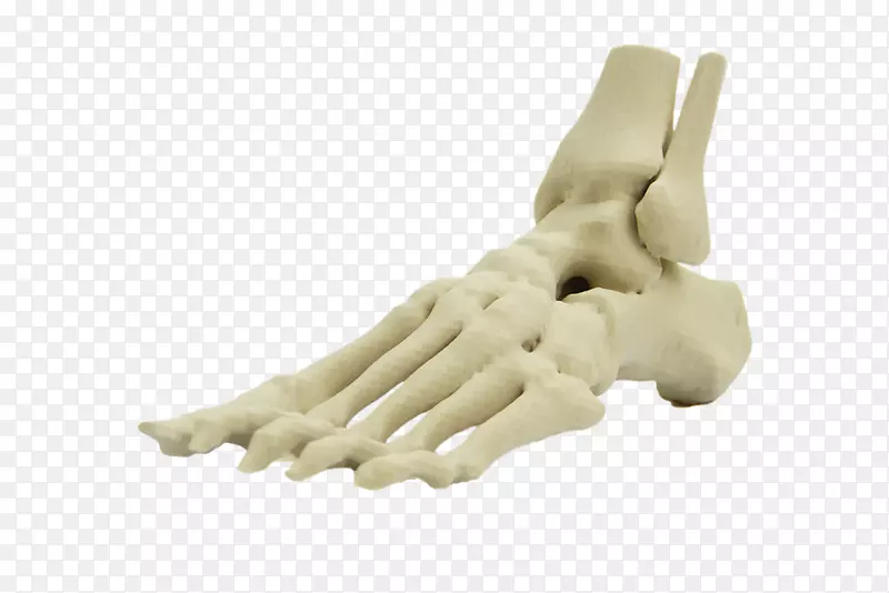 足部人体骨骼解剖人体手指-骨骼足