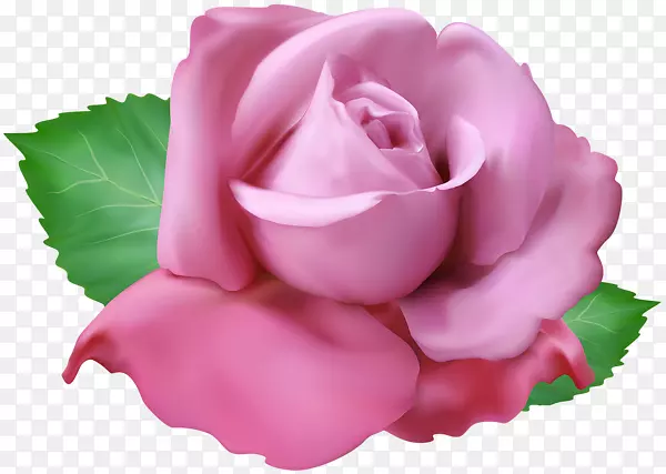 花园玫瑰，剪贴画，png图片图像，卷心菜-粉红色火烈鸟饮料