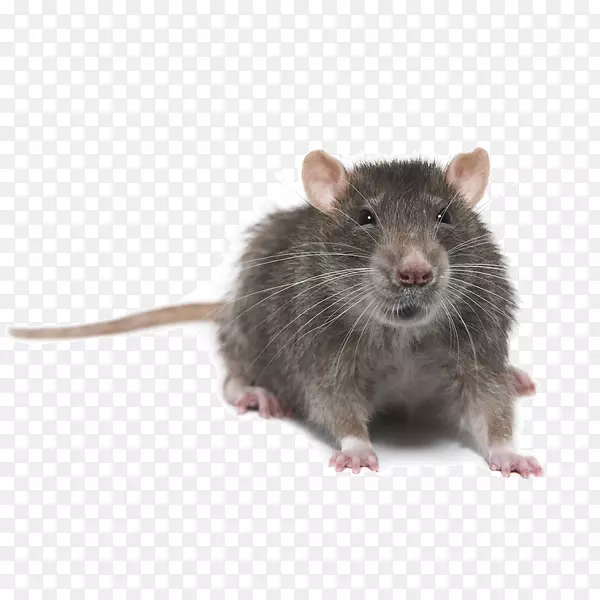 褐鼠害防治黑鼠储粮害虫