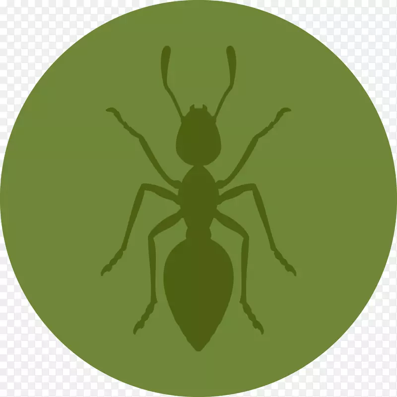 养蚁笼昆虫黑花园蚁卵鉴定