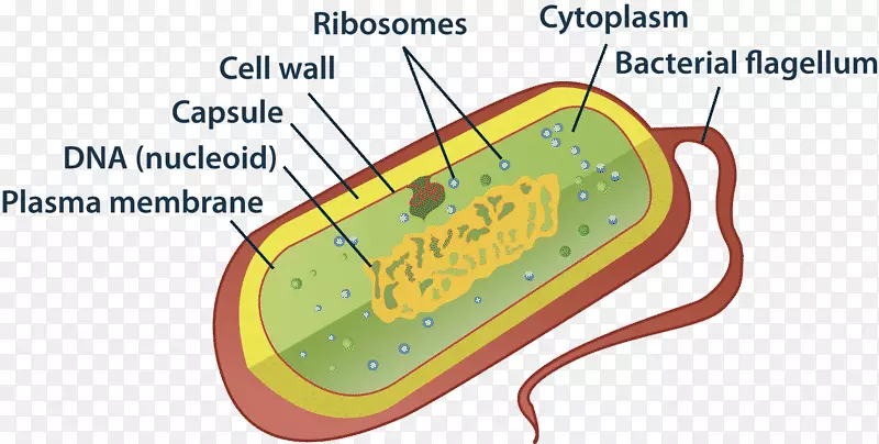 原核生物细菌细胞结构细胞器原核细胞