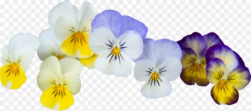 潘西紫罗兰花园图片互联网-四月午餐团