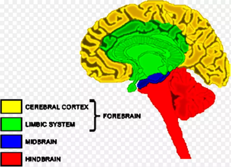 前脑后脑神经系统大脑-马神经系统