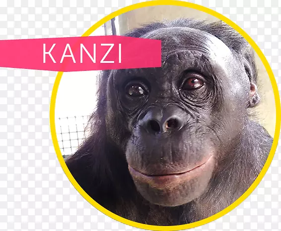 普通黑猩猩、大猩猩、猿认知与保护倡议-Kanzi Bonobo类人猿