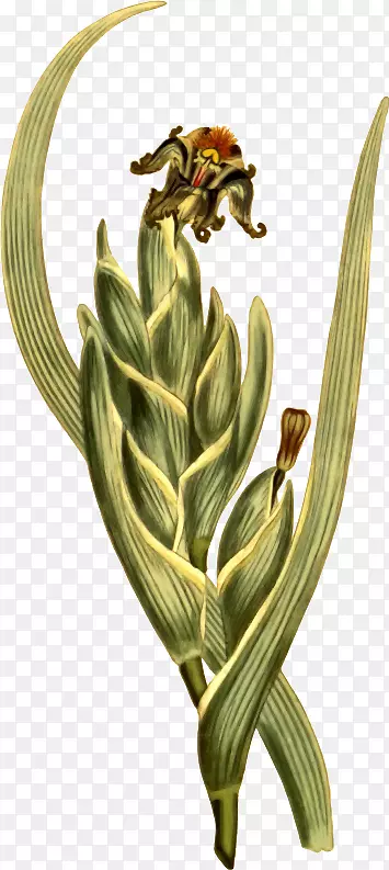 植物植物学名称植物插花艺术-绿色法拉利