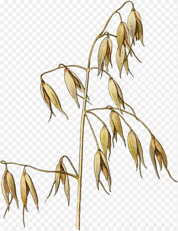 燕麦插图小麦绘图图形.小麦