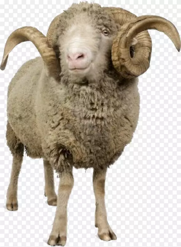 png图片剪辑艺术山羊cừu merino arles透明度.加利福尼亚公羊