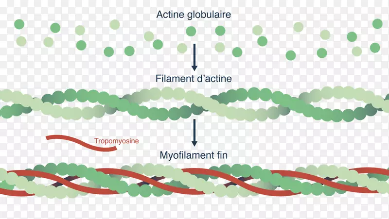 肌丝肌动蛋白细胞肌肉收缩-ATP分子表征