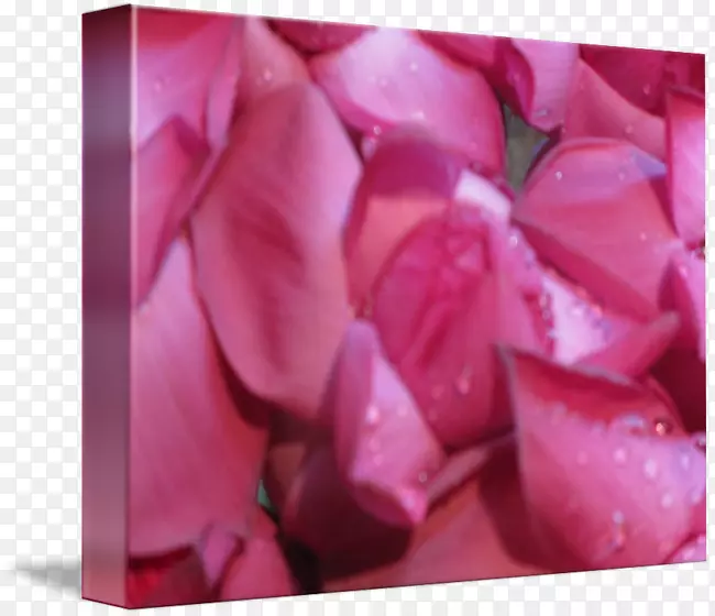 花园玫瑰粉红色m特写-斯里兰卡手工相框