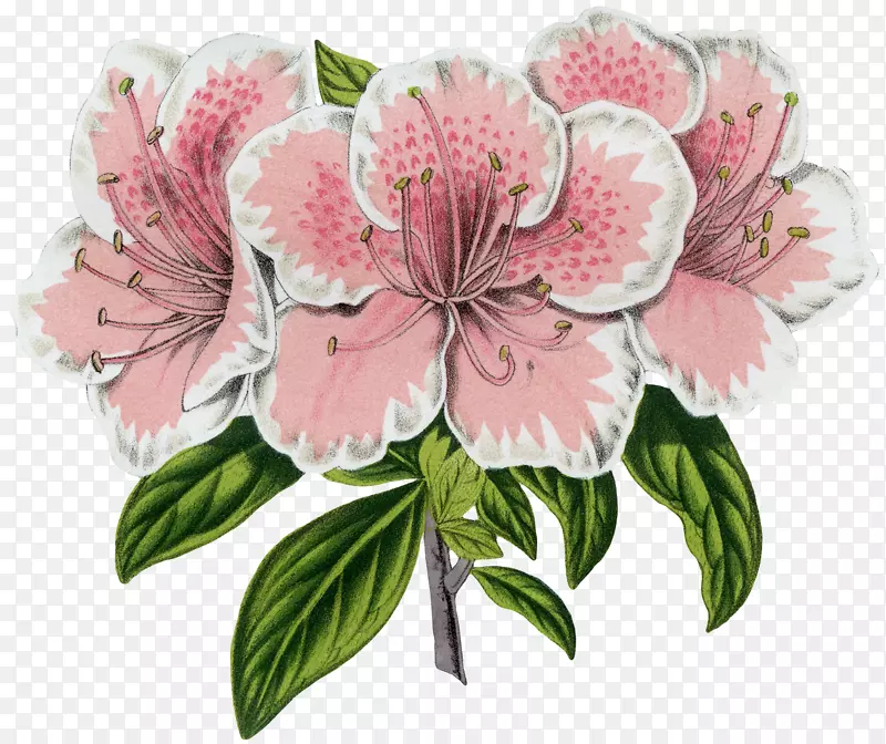 杜鹃花设计花卉植物学版画-法国图形仙女花环