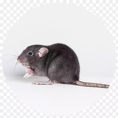 褐鼠黑鼠害防治大鼠害虫