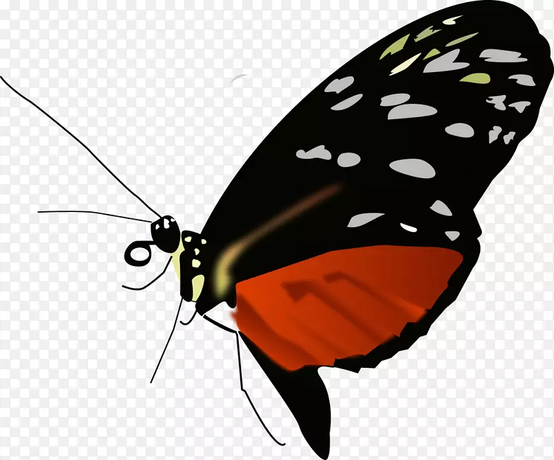 蝴蝶剪贴画png图片计算机图标图像蝴蝶