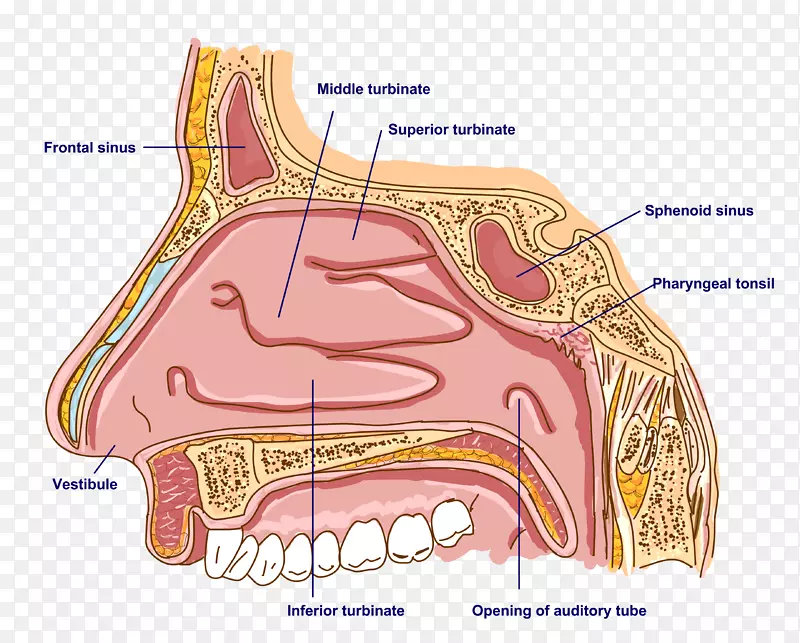 人鼻蝙蝠骨骼结构的下鼻甲解剖