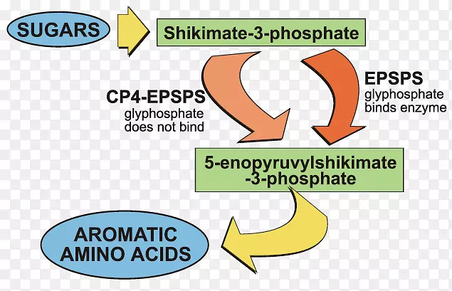 生物标志牌志贺酸途径莽草酸突变转基因作物