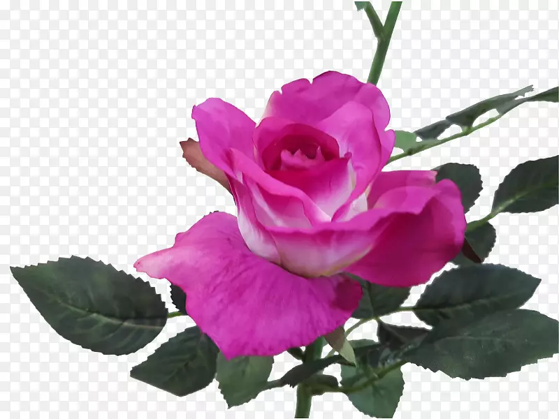 花园玫瑰，卷心菜，洋红，粉红色，花朵-薰衣草紫色玫瑰假