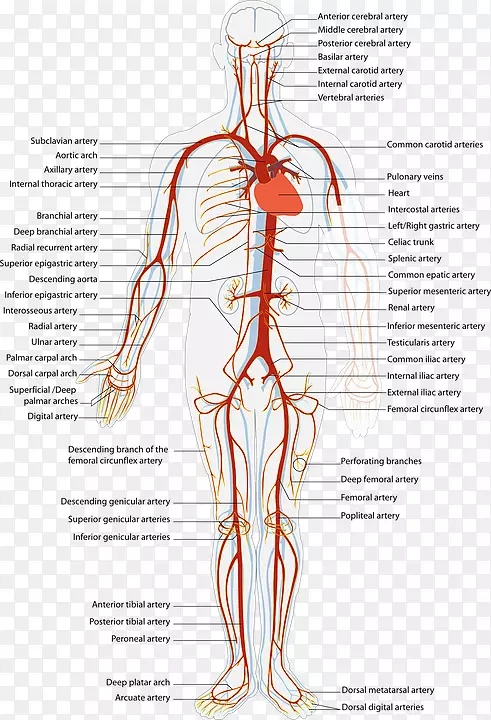 动脉、血管、心血管疾病、人体静脉-针灸穴位图