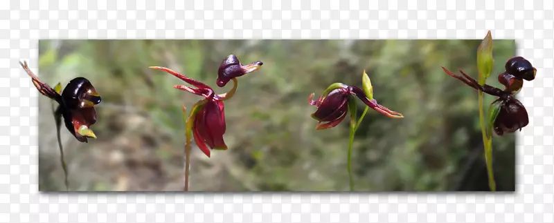 澳大利亚兰花大鸭兰花兰鸟兰蜜蜂脸