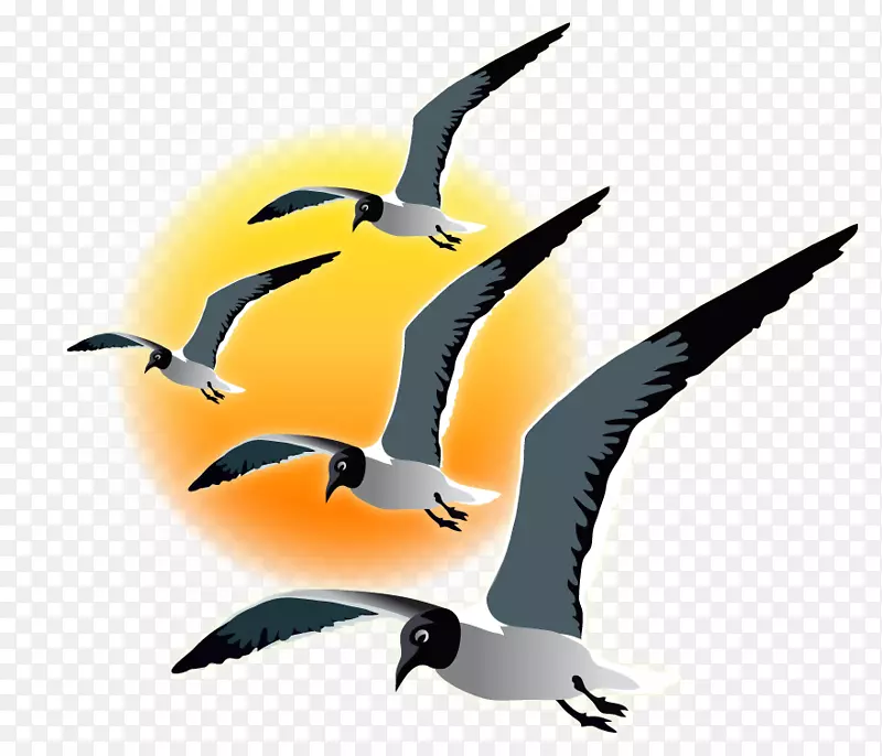 水鸟剪贴画动物喙-海鸥日落