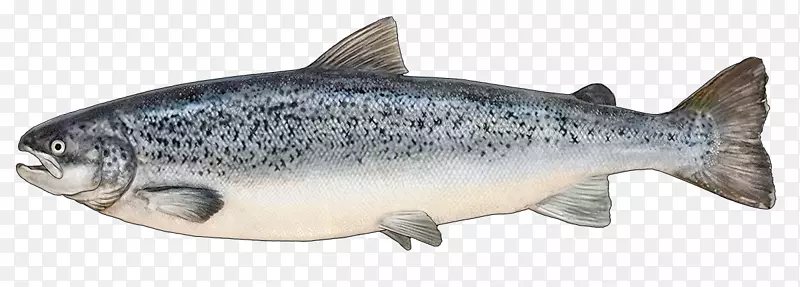 鳕鱼鲑鱼产品-科卡尼鲑鱼