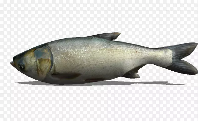 墨鱼海洋生物三文鱼作为食物油性鱼类-银鲤鱼