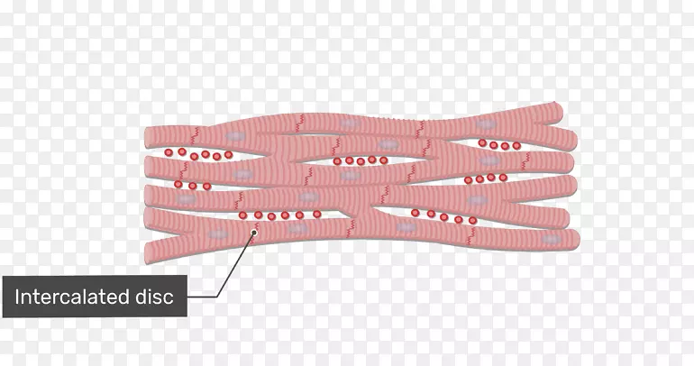 心肌细胞间盘肌组织细胞