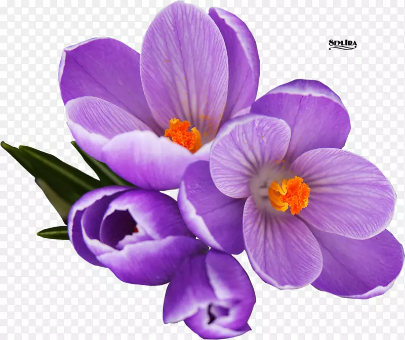 Crocus剪贴画png图片图形图像.Shawdowbox紫色三维花