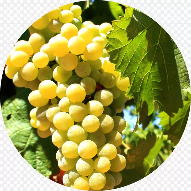 法国葡萄品种-葡萄品种