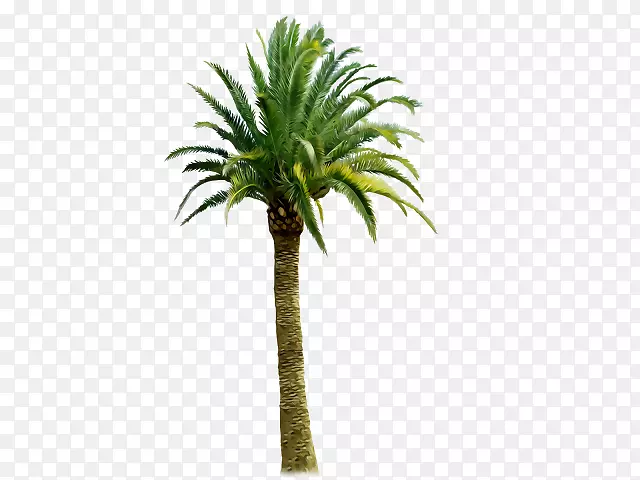 剪贴画图片棕榈树椰子城市景观背景WordPress