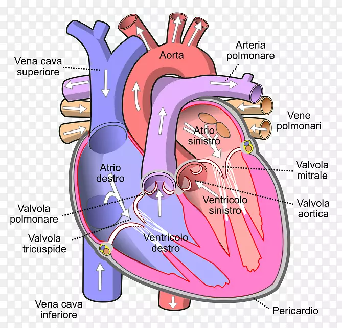 心腔静脉上腔静脉下腔静脉-简单电子传递链