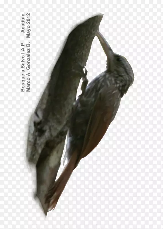 喙鸟acatitán动物群调查-橡树啄木鸟