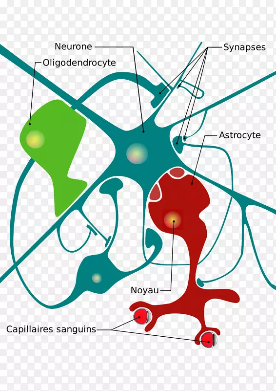 神经系统神经胶质细胞图-神经元