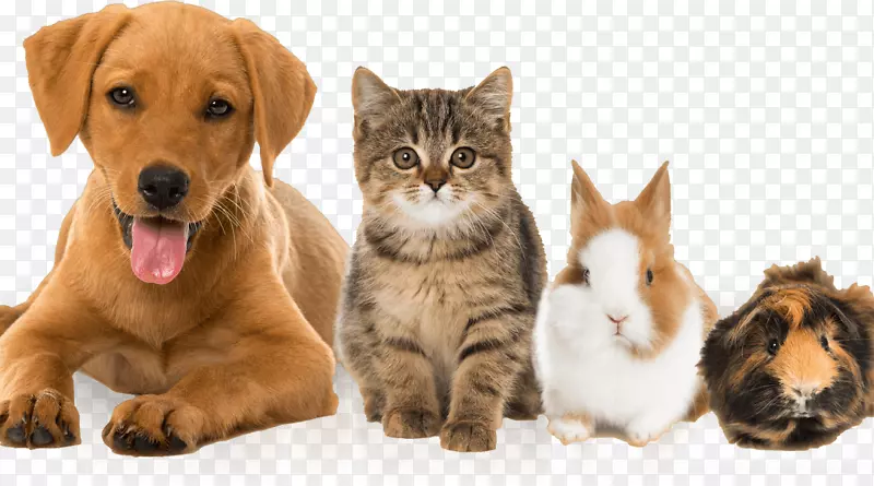 猫狗，豚鼠，小猫，宠物-异国情调宠物名单