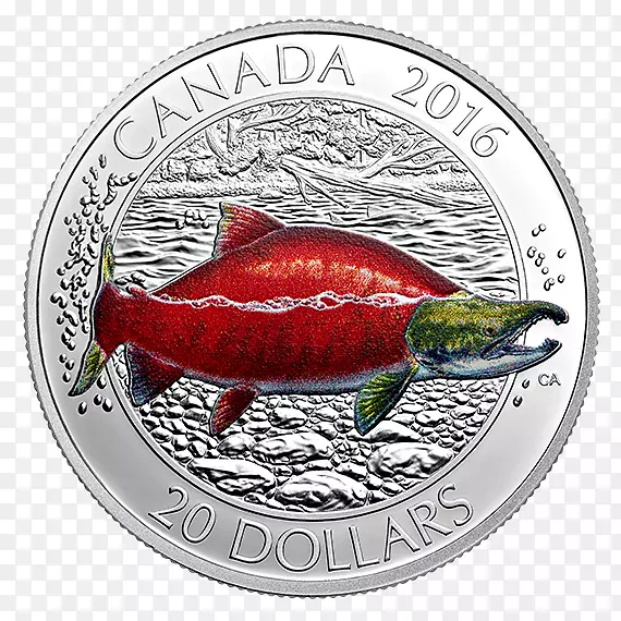 加拿大金币鱼银鲑鱼