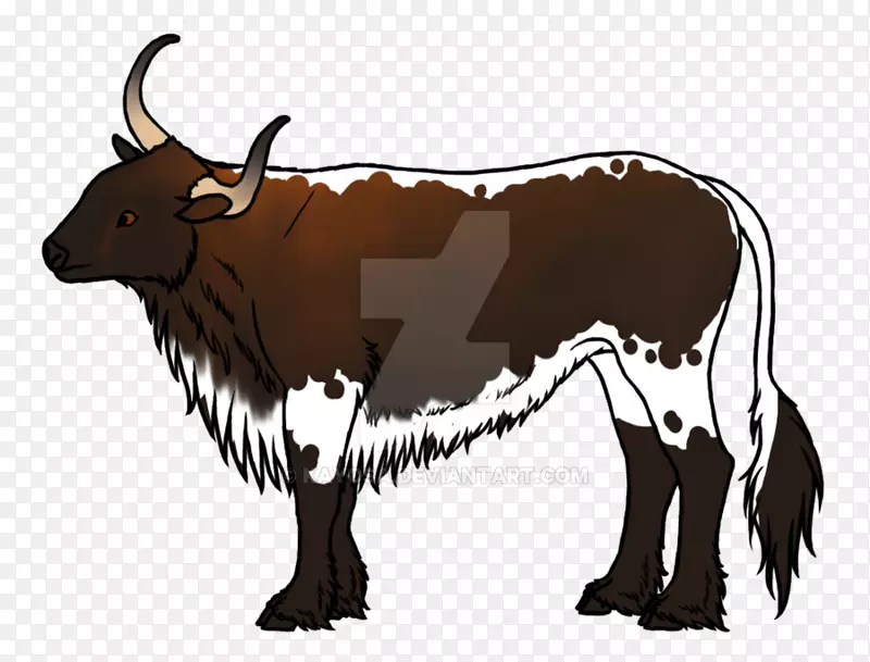 奶牛得克萨斯州长角泽布家牦牛随机毛茸茸的奶牛