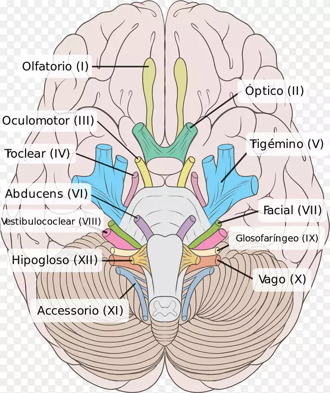 颅神经动眼神经前庭蜗神经脑干脑