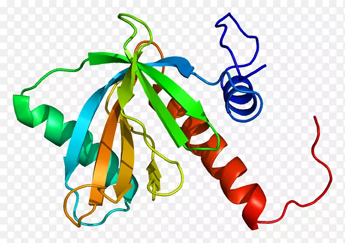 麻木蛋白缺口信号通路细胞基因极性上皮细胞
