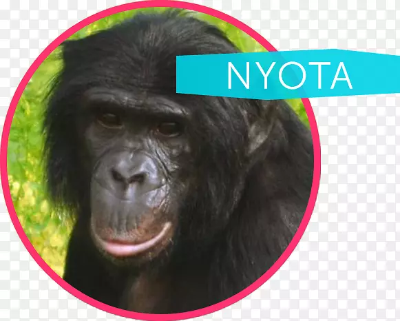 普通黑猩猩西部猩猩认知与保护倡议尼奥塔-倭黑猩猩类人猿